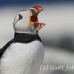 puffin_atlantic_msi_h_0874_can1903.jpg